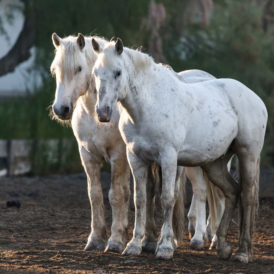 écuries-chevaux-camargue-auberge-cavaliere-du-pont-des-bannes (35)